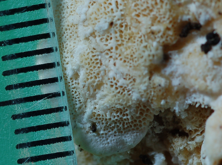 Uno Stereum forse? (Trametes versicolor)
